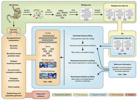 Metagenomics – NGS Analysis