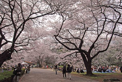 【漫天樱花摄影图片】日本东京风光摄影_旅游者_太平洋电脑网摄影部落