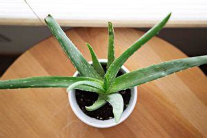 Wonders of Aloe Vera - Pioneerthinking.com