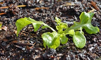 Better Lettuce Seed Germination – Mother Earth News