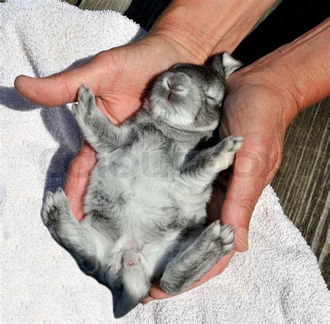 Close-up of baby rabbit sleeping | Stock Photo | Colourbox