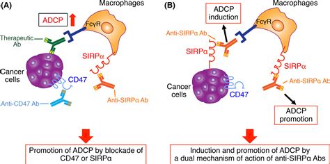 CD47‐signal regulatory protein α signaling system and its application to cancer immunotherapy ...