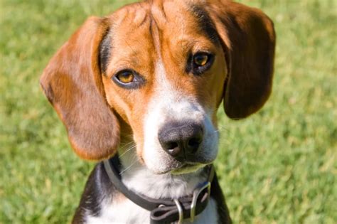 Pocket Beagle Dog Breed Information & Characteristics