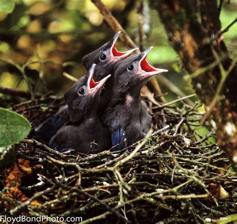 March 5 More Featured Birding Photos - Warbler Calls | Backyard birds ...