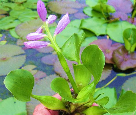 The Best Water Garden Plants to Grow | Cool Ideas for Home