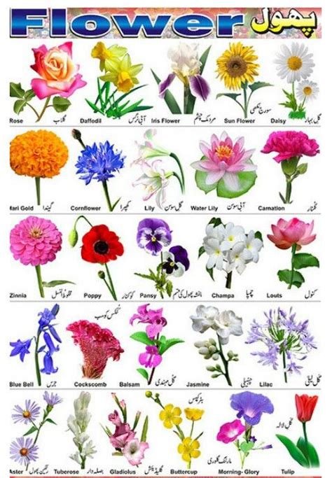 so many types of flowers 🌹 | Flower identification, Flower chart ...