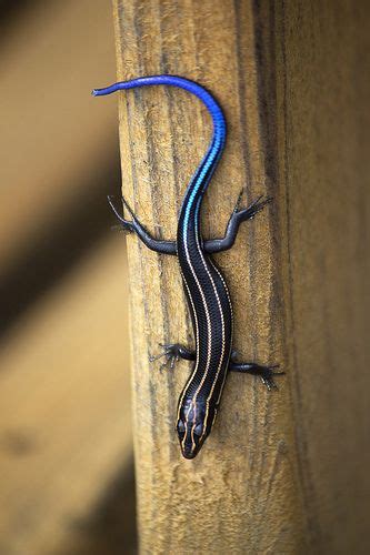 Western Blue Tailed Skink - adventure weekend getaway