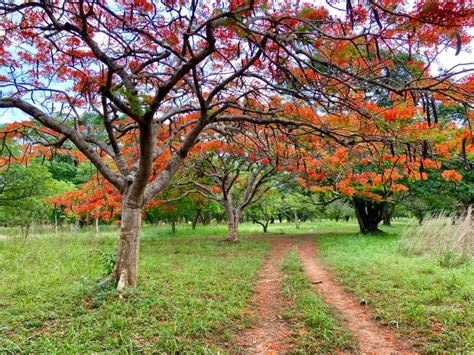 Legon Botanical Gardens