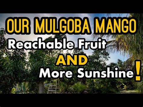 A 'Mulgoba' Mango Tree Story - YouTube