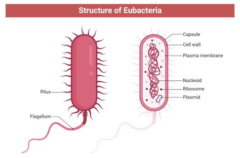 Eubacteria- Definition, Characteristics, Structure, Types, Examples