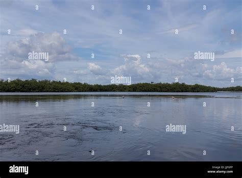 Landscape, J.N. ''Ding'' Darling National Wildlife Refuge, Sanibel Island, Florida, USA Stock ...