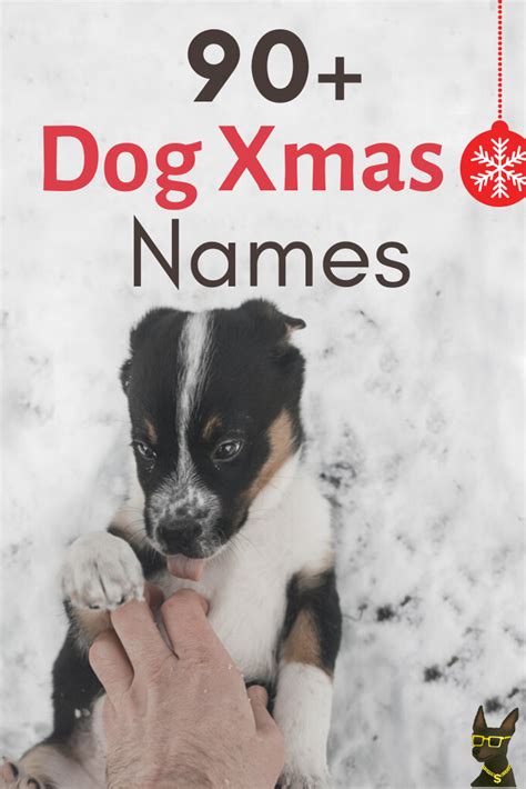 90+ Most Magical Christmas Names for Dogs + Pets (Female and Male) | YoCanine