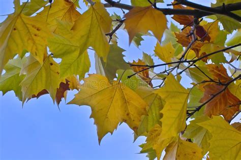 Leaves of a Plane Tree in Autumn Stock Image - Image of colours, natural: 108555181