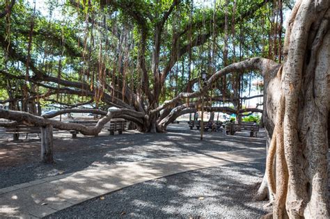 How to take a walking tour of historical sites in Lahaina – Orange ...