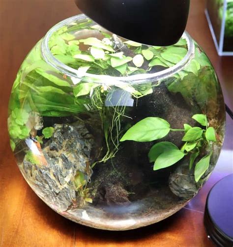 Betta Bowl Setup (Step By Step Tutorial with Live Plants)