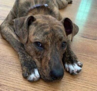 Amazing Brindle Akita Pitbull Mix Dog ADOPTED in Atlanta GA - Meet Abbey