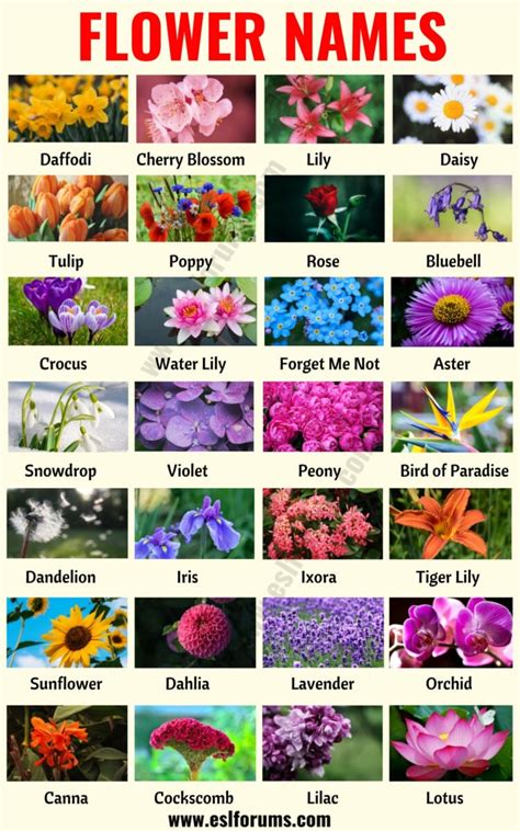 Flower Names: List of 25+ Popular Types of Flowers with the Pictures ...