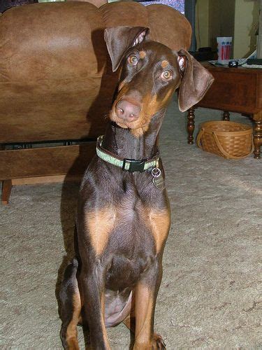 Warlock Doberman Pinchers : Biological Science Picture Directory – Pulpbits.net