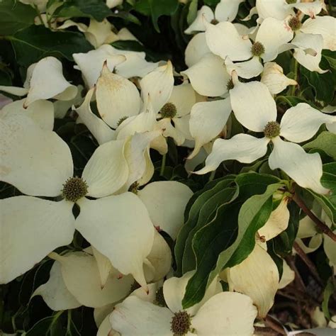 Cornus kousa 'Milky way' (Flowering Dogwood)