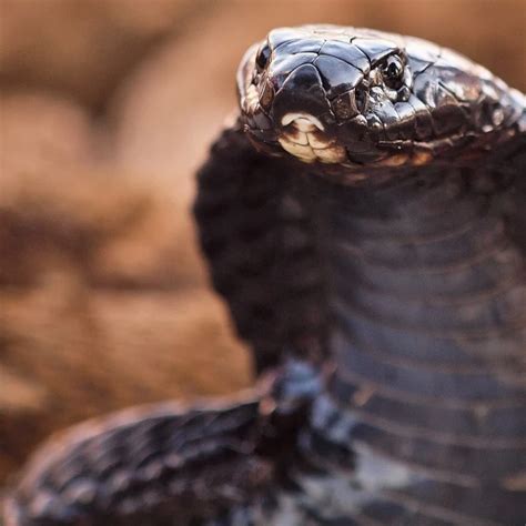 Egyptian Cobra - Facts, Diet, Habitat & Pictures on Animalia.bio