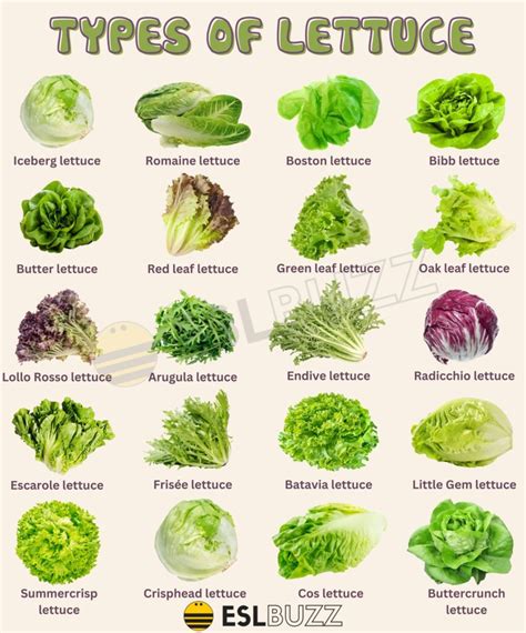 Different Types of Lettuce: A Vocabulary Guide for English Learners - ESLBUZZ