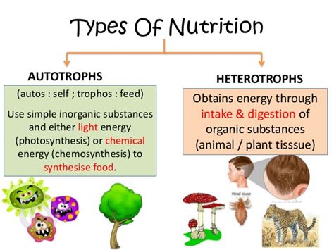 What kingdoms include organisms that are autotrophic or heterotrophic? | Socratic