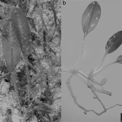 Halophila ovalis, growing on sandy-muddy bottoms | Download Scientific ...