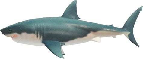 Animal Crossing New Horizons Great White Shark Price - ACNH Items Buy & Sell Prices | AKRPG.COM