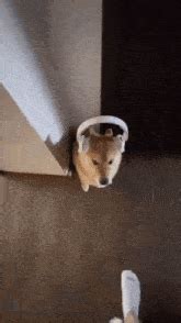 Dog With Headphones GIF - Dog with headphones - Discover & Share GIFs