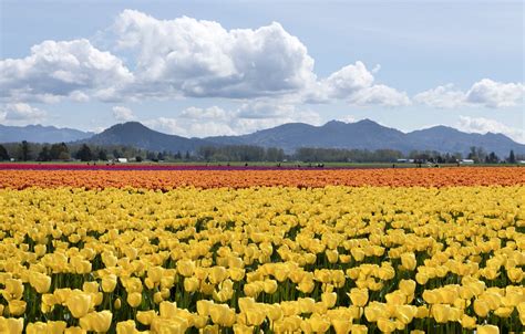 Skagit Valley Tulip Festival 2024 in Seattle - Rove.me