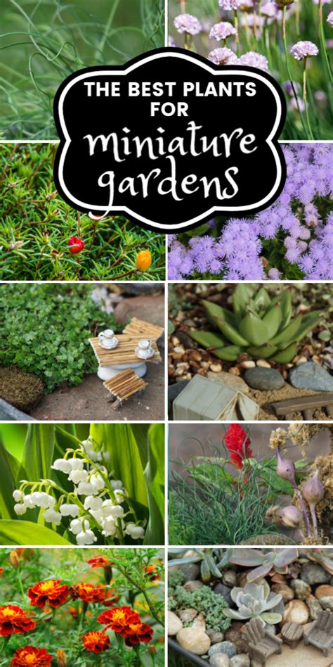 35 Best Fairy Garden Plants (& I've tried A LOT of plants!) | Fairy Garden DIY