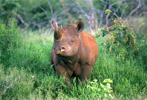 KwaZulu Natal Safari | Rhino Ear Notching KwaZulu Natal | Red Savannah