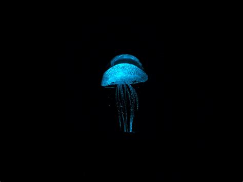 Jellyfish - [Galaxy S10+] : mobilephotography