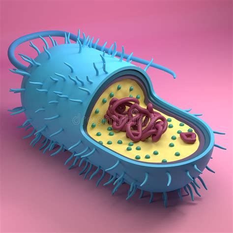 Prokaryotic Cell Stock Illustrations – 904 Prokaryotic Cell Stock ...