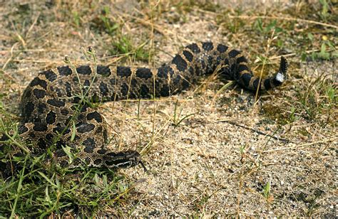 Eastern massasauga rattlesnake education program July 14 in Chelsea