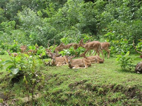 Dandeli Wildlife Sanctuary - GOA PRISM