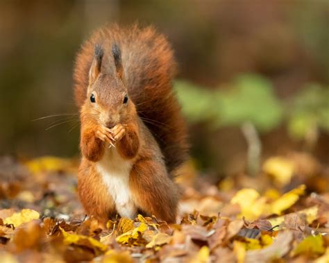 Squirrel Autumn Wallpapers - Wallpaper Cave