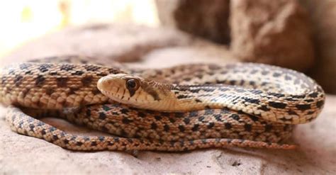 Are Gopher Snakes Poisonous or Dangerous? - A-Z Animals