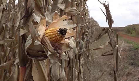 Roots Are A Key To Drought-Tolerant Maize - AgriInsite