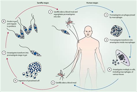 Leishmania Life Cycle