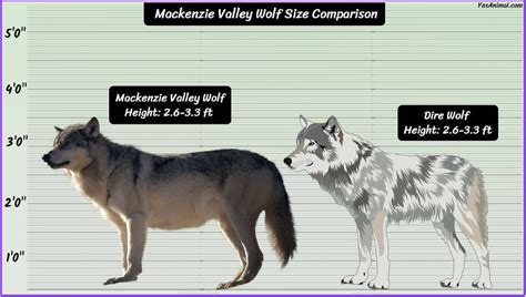 Mackenzie Valley Wolf Size: How Big Are They? Comparison