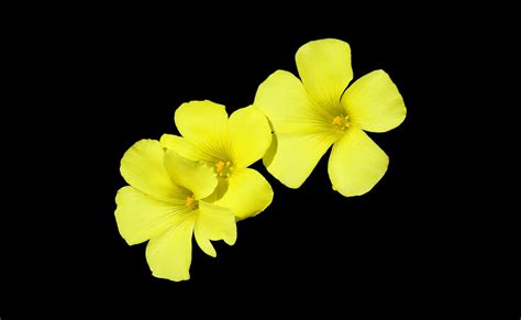 Download Yellow Flowers On Black Background, Flowers, Yellow. Royalty ...