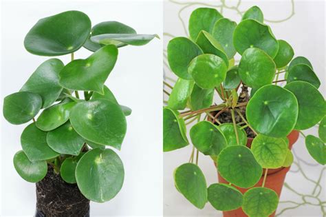 Peperomia polybotrya sieht der Ufopflanze (Pilea peperomioides) (rechts ...