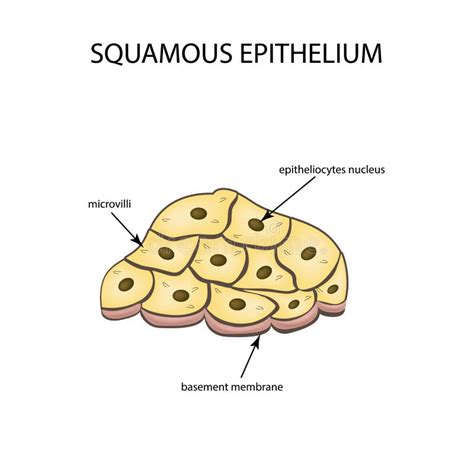 The Structure of the Squamous Epithelium. Infographics. Vector Illustration on Background Stock ...