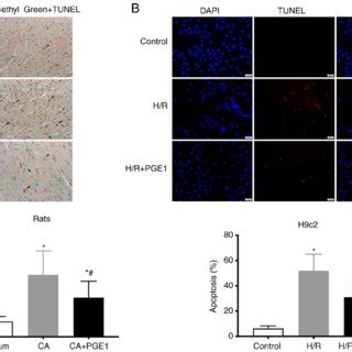 Apoptosis assay with TUNEL staining. (A) Apoptosis analysis of rat... | Download Scientific Diagram