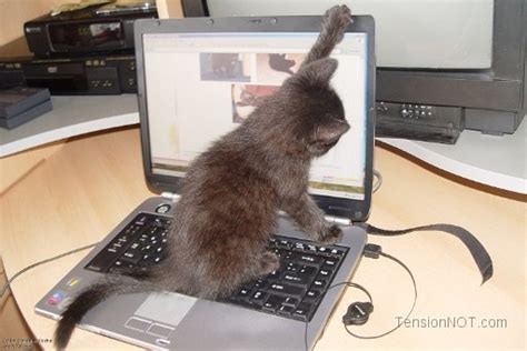 Funny & Cute Cats Using Laptop | Funny And Cute Animals