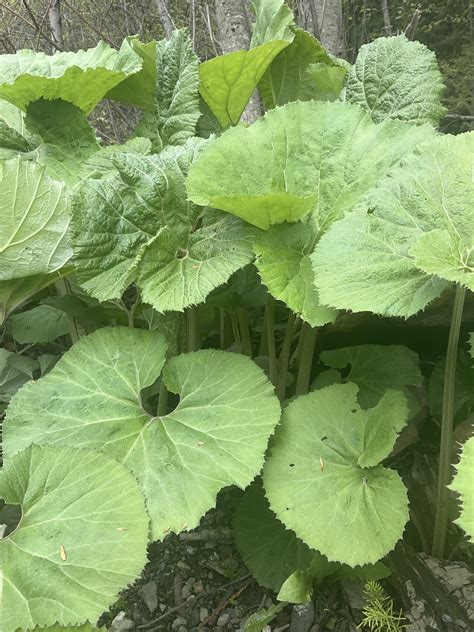 Japanese Butterbur - CKISS - Central Kootenay Invasive Species Society