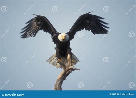 Bald eagle landing stock image. Image of wings, wildlife - 314251