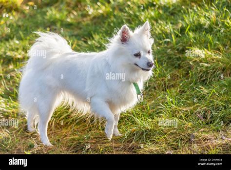 How Much Is A White Pomeranian Dog