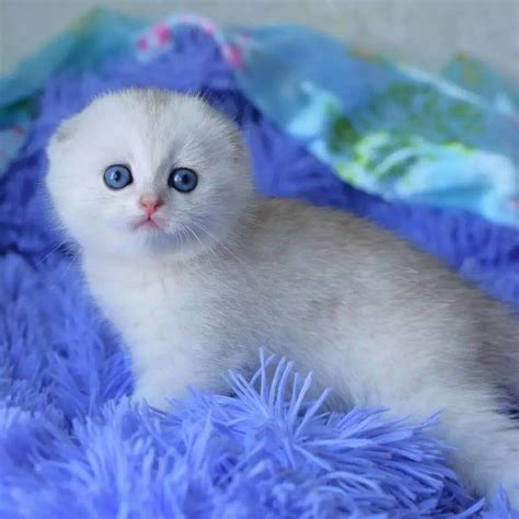 Beautiful Munchkin Cat for Adoption I Name: Tom Age: 10Weeks